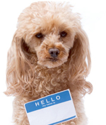 Rover is so over: Human names replace traditional pet names