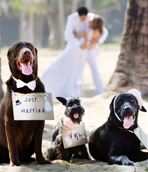 Plan a paw-sitively pet-friendly wedding